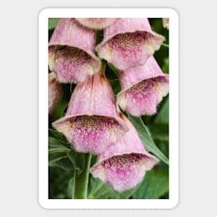 Foxglove In The Garden 1 Sticker